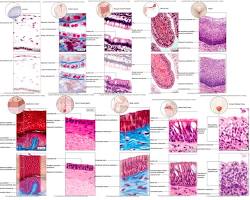 Image of Epithelial tissue anatomy diagram