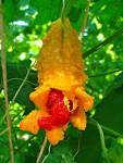 Kiwano Horned Melon