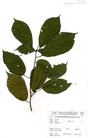 Image result for Nesogordonia