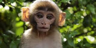 Image result for MONKEYS