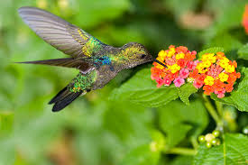 Resultado de imagem para fotos de beija flor