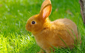Image result for RABBIT