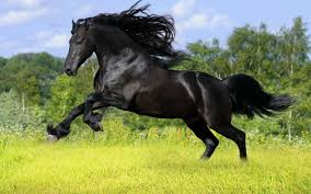 Image result for wild horses