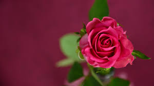Image result for images of rose hd