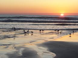 Image result for birds on a beach