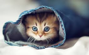 cute cats =) Images?q=tbn:ANd9GcSmDxiok_NxpkIt5JuqCJT0S7jV5EW1-VtXrrKMyQTsUNvIFN0V