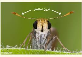 images?q=tbn:ANd9GcSmDzsRYc9UapdwE_Z4F92lDMbl9nG0YdHn_YNdDUX-CX0rq5V3dg