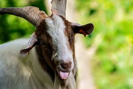 Image result for goat