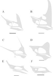 Picture of Tapejaridae