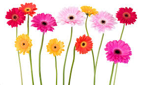Résultat de recherche d'images pour "FLEUR"