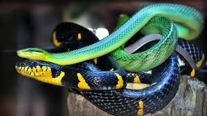 Image result for zoology wallpaper