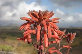 Image result for Aloe carnea