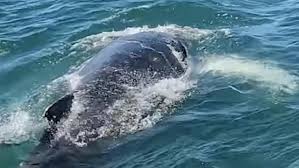 Dramatic Whale Rescues Highlight Entanglement Dangers Off Australian Coast