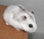 Resultado de imagen de hamster ruso blanco