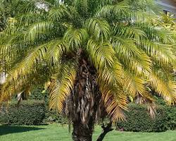 Image de Phoenix Roebelenii