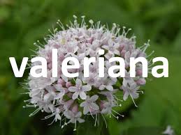 Resultado de imagen para valeriana