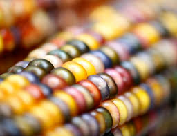 Genetically modified maize (GMO)/ Biotech maize in Kenya