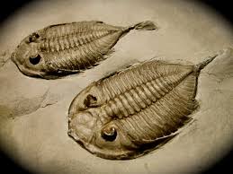 ผลการค้นหารูปภาพสำหรับ Dalmanites limulurus