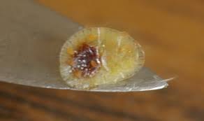 Résultat de recherche d'images pour "scale insects"