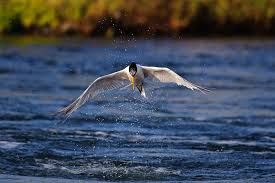 Image result for high shutter speed