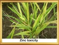 Image result for zinc burn in plants