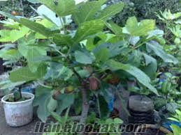 Resultado de imagem para patlican incir