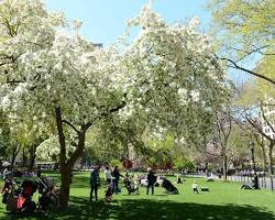 Image of other blooming trees in New York City