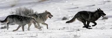 Image result for wolf pack running