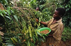 Image result for harvesting coffee beans