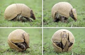 Resultado de imagen para armadillo