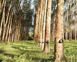 Hình ảnh về Vietnamese rubber plantation