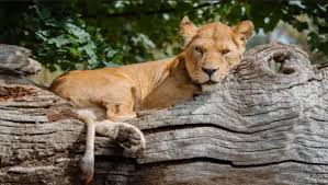 'I was chased by the lions of Longleat Safari Park'