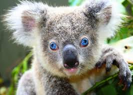 koala ¨¨ ^^ := =) Images?q=tbn:ANd9GcSnI054eBjha0I-d2wNPQZiOoDeszaR14v_wXmaHZtbKphVWidX