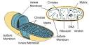 Mitochondrium - DocCheck Flexikon