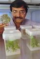 Humble UAH biology chairman Dr. Gopi Podila was a global leader in ... - dr-gopi-podila-468d1a007c82c029_medium