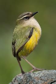 Image result for rifleman bird