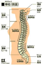 「整体」の画像検索結果