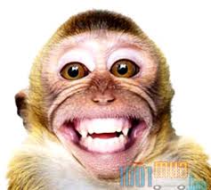 Image result for con khỉ