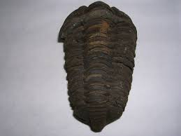Picture of Colpocoryphe