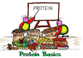 Image result for protein