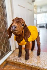 Image result for GOAT