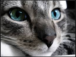 Image result for beautifull image