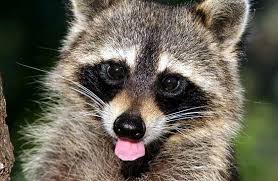 images?q=tbn:ANd9GcSnf4xj0Vs7ee6aYJDScwyjQxMlmAVRiFlgCmSDB-LUKiYfwhRDQg