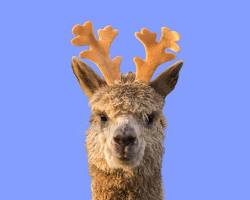 ‫closeup photo of a realistic llama with deer antlers, נוצר על ידי AI