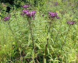 Image result for ironweed plant