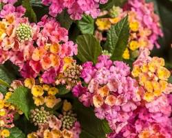 Image of Lantana plant in fall