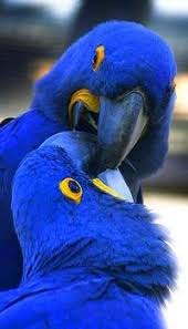 Image result for baby macaw parrot for sale