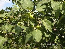 Resultado de imagem para patlican incir