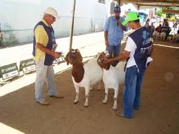 Resultado de imagem para fotos de animais da raça boer na caprifeira de sao paulo do potengi