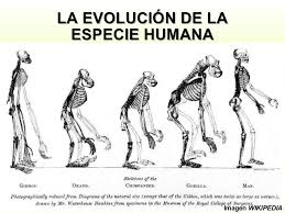 Resultado de imagen para imagenes evolucion humana